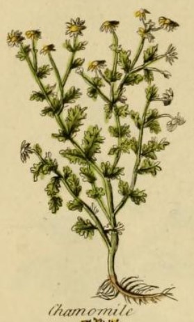 An old book illustration of a chamomile plant
