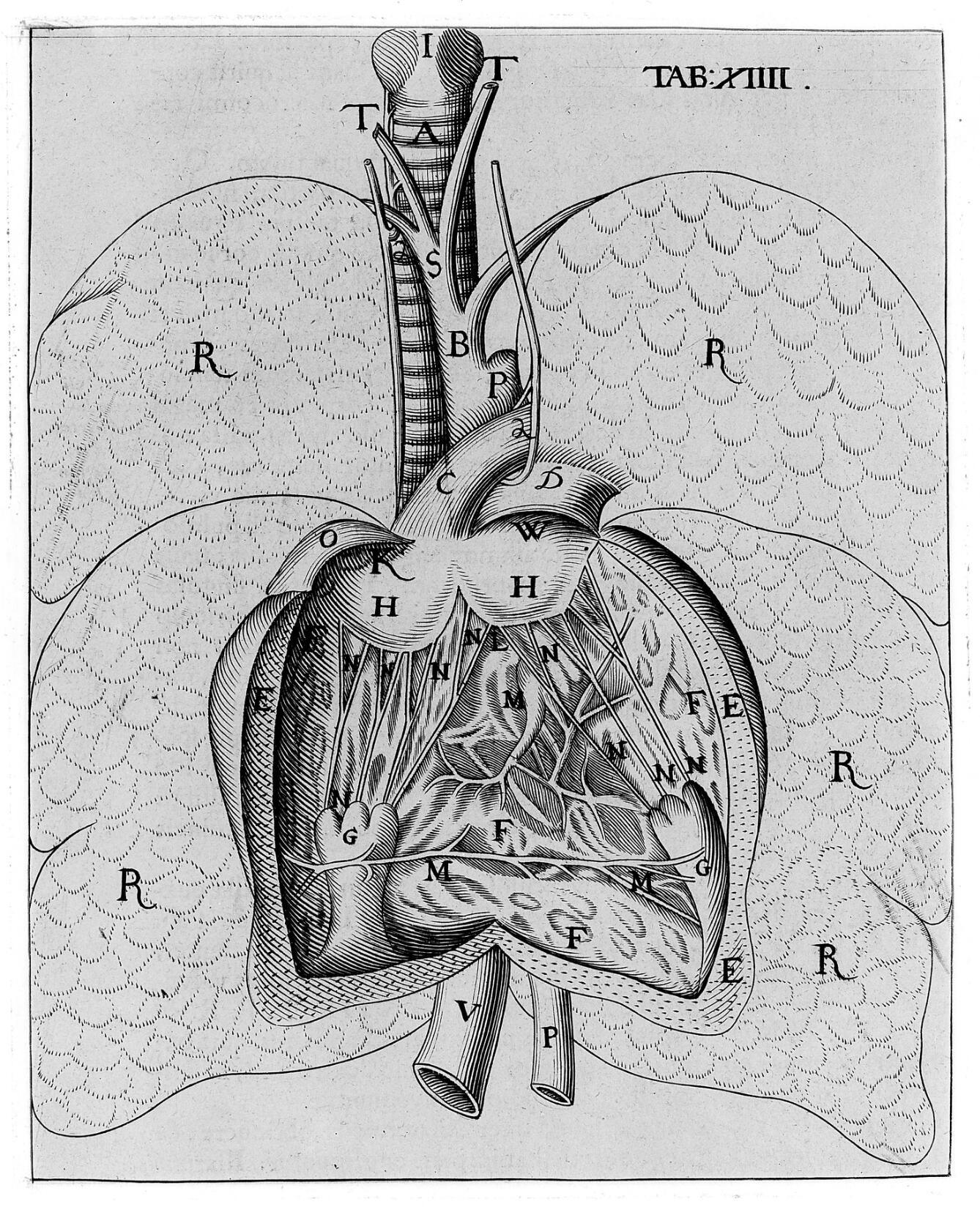 A 17th century page from a black and white anatomical book showing a diagram of the heart with its various parts labelled.