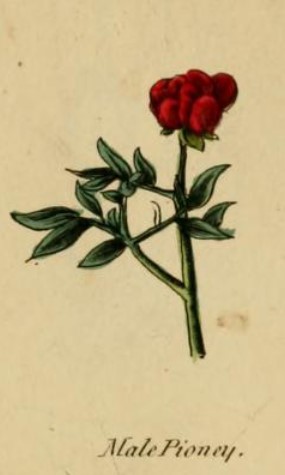 An old book illustration of a peony flower