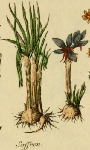 An old book illustration of a saffron plant